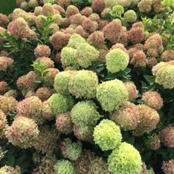 Little Lime® Panicle Hydrangea -Naty Plants Shop Hydrangea Little Lime 4 P