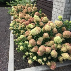 Little Lime® Panicle Hydrangea -Naty Plants Shop Hydrangea Little Lime 5 P
