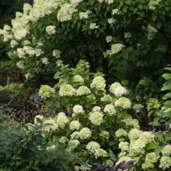 Little Lime® Panicle Hydrangea -Naty Plants Shop Hydrangea Little Lime 6 P