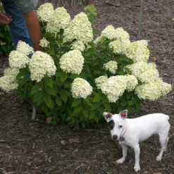 Little Lime® Panicle Hydrangea -Naty Plants Shop Hydrangea Little Lime 7 P