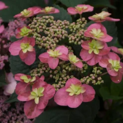 Tuff Stuff™ Red Mountain Hydrangea -Naty Plants Shop Hydrangea Tuff Stuf Red 2 P