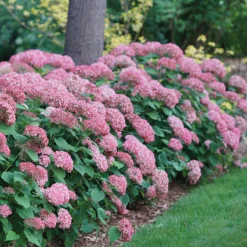 Invincibelle Spirit® II Smooth Hydrangea -Naty Plants Shop Hydrangea arborescens Invincibelle Spirit II 1 P