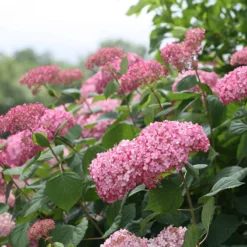 Invincibelle Spirit® II Smooth Hydrangea -Naty Plants Shop Hydrangea arborescens Invincibelle Spirit II 3 P