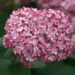 Invincibelle Spirit® II Smooth Hydrangea -Naty Plants Shop Hydrangea arborescens Invincibelle Spirit II 4 P