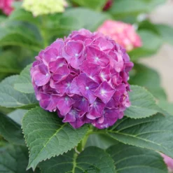Wee Bit Grumpy® Bigleaf Hydrangea -Naty Plants Shop Hydrangea macrophylla Wee Bit Grumpy P1077663