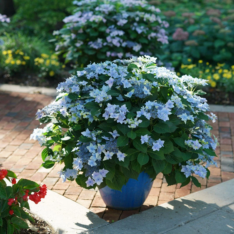 Tuff Stuff Ah-Ha® Mountain Hydrangea 1 Tuff Stuff Ah-Ha® Mountain Hydrangea