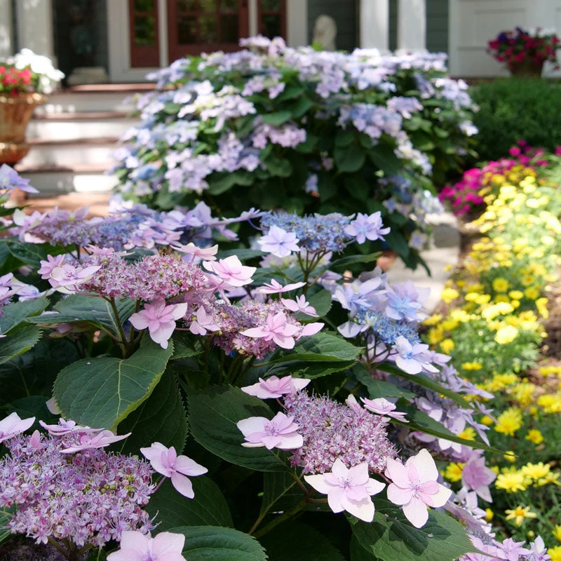 Tuff Stuff Ah-Ha® Mountain Hydrangea 2 Tuff Stuff Ah-Ha® Mountain Hydrangea - Image 2