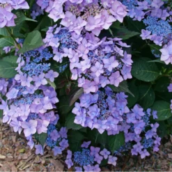 Let's Dance Can Do!® Bigleaf Hydrangea -Naty Plants Shop HydrangeaLetsDanceCanDoP1226578 800x800 e24c668
