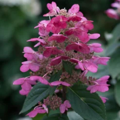 Quick Fire® Panicle Hydrangea -Naty Plants Shop HydrangeaQuickFire3