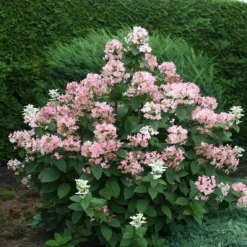 Quick Fire® Panicle Hydrangea -Naty Plants Shop HydrangeaQuickFire4