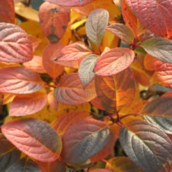 Quick Fire® Panicle Hydrangea -Naty Plants Shop HydrangeaQuickFire5