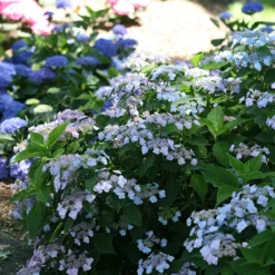 Tiny Tuff Stuff™ Mountain Hydrangea -Naty Plants Shop Hydrangea Tiny Tuff Stuff 3P