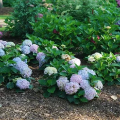 Wee Bit Innocent™ Bigleaf Hydrangea -Naty Plants Shop Hydrangea mac Wee Bit Innocent DSC08253