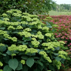 Invincibelle Sublime™ Smooth Hydrangea 8 Invincibelle Sublime™ Smooth Hydrangea -Naty Plants Shop HydrangeaarborescensInvincibelleSublimeP1071887 800x800 8447e3e