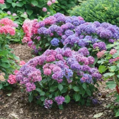 Let's Dance Lovable™ Bigleaf Hydrangea -Naty Plants Shop HydrangeamacrophyllaLetsDanceLovableDSC08856 1080x1080 bb94f5a