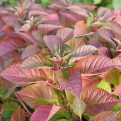 Let's Dance Lovable™ Bigleaf Hydrangea -Naty Plants Shop HydrangeamacrophyllaLetsDanceLoveableP1106809 1080x1080 27adc42