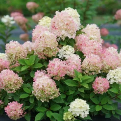 Fire Light Tidbit® Panicle Hydrangea -Naty Plants Shop HydrangeapaniculataFireLightTidbitDSC02390 800x800 f760462
