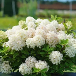 Fire Light Tidbit® Panicle Hydrangea