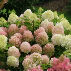 Fire Light Tidbit® Panicle Hydrangea -Naty Plants Shop HydrangeapaniculataFireLightTidbitIMG 0114 800x800 d3572ab