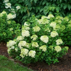 Little Lime Punch® Panicle Hydrangea -Naty Plants Shop HydrangeapaniculataLittleLimePunchDSC04605 800x800 dcc922b