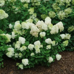 Little Lime Punch® Panicle Hydrangea -Naty Plants Shop HydrangeapaniculataLittleLimePunchDSC08373 800x800 121f548