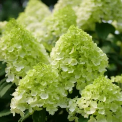 Little Lime Punch® Panicle Hydrangea -Naty Plants Shop HydrangeapaniculataLittleLimePunchP1238221 800x800 7a22f7c