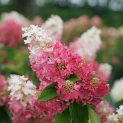 Pinky Winky Prime™ Panicle Hydrangea