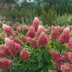 Pinky Winky Prime™ Panicle Hydrangea -Naty Plants Shop HydrangeapaniculataPinkyWinkyPrimeDSC05185 1080x1080 4b2f130