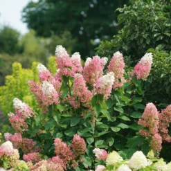 Pinky Winky Prime™ Panicle Hydrangea -Naty Plants Shop HydrangeapaniculataPinkyWinkyPrimeDSC05225 1080x1080 e755a22