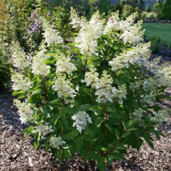 Pinky Winky Prime™ Panicle Hydrangea -Naty Plants Shop HydrangeapaniculataPinkyWinkyPrimeP1207514 1080x1080 3463384