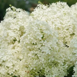 Puffer Fish® Panicle Hydrangea 7 Puffer Fish® Panicle Hydrangea -Naty Plants Shop HydrangeapaniculataPufferFishDSC08316 1080x1080 1dac582