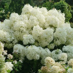Puffer Fish® Panicle Hydrangea