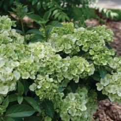 Fairytrail™ Green Cascade Hydrangea