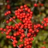 Berry Heavy® Winterberry Holly