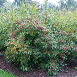 Berry Heavy® Winterberry Holly -Naty Plants Shop Ilex verticillata Berry Heavy 4 P 6211a666 1bfb 4d1f 8fdd 124b36bb1841 sw