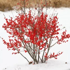 Berry Poppins® Winterberry Holly 15 Berry Poppins® Winterberry Holly -Naty Plants Shop Ilex verticillata Berry Poppins 2 P 9f12aa00 873a 458b ac28 b0c67e7fe889 sw