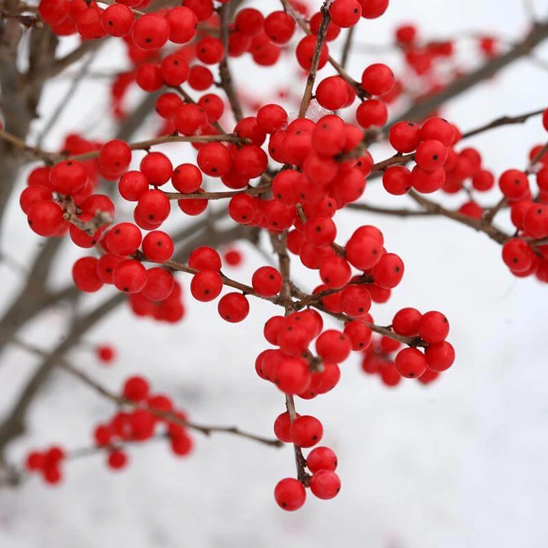 Berry Poppins® Winterberry Holly 3 Berry Poppins® Winterberry Holly - Image 3
