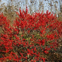 Berry Poppins® Winterberry Holly 14 Berry Poppins® Winterberry Holly -Naty Plants Shop Ilex verticillata Berry Poppins 6 P 4d74fbf5 874a 4d13 a2c0 0081f811afff sw