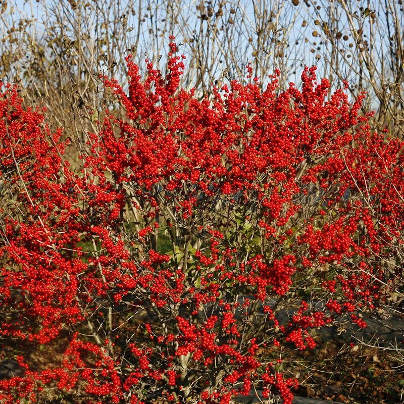 Berry Poppins® Winterberry Holly 6 Berry Poppins® Winterberry Holly - Image 6