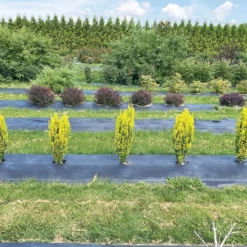 Glow Stick™ Japanese Holly -Naty Plants Shop Ilex crenata Glow Stick IMG 1552 4032x3024 3c3502c