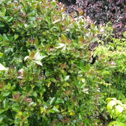 Castle Rouge™ Blue Holly -Naty Plants Shop Ilex x meserveae Castle Rouge 54