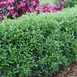 Gem Box® Inkberry Holly 7 Gem Box® Inkberry Holly -Naty Plants Shop IlexglabraGemBoxIMG 1642 800x800 5de1921