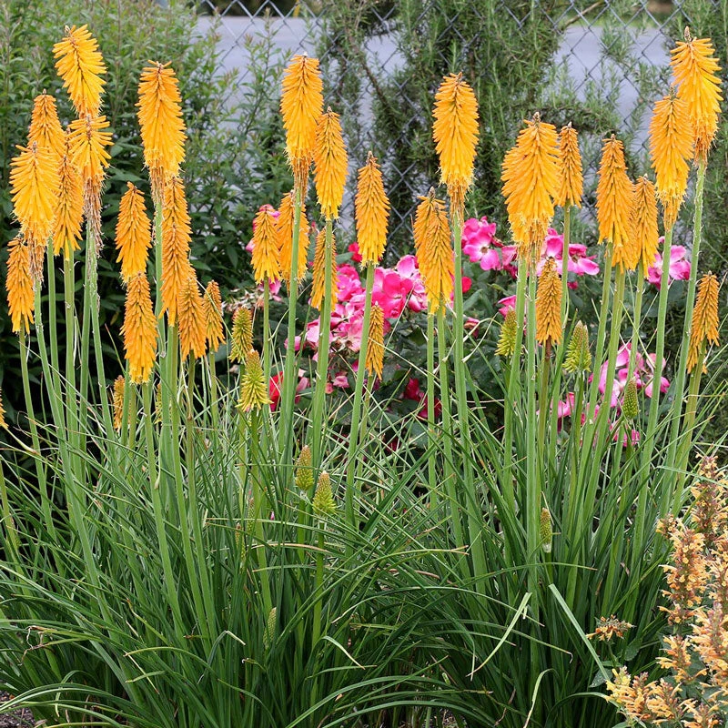 'Mango Popsicle' Red Hot Poker 1 'Mango Popsicle' Red Hot Poker