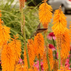 'Mango Popsicle' Red Hot Poker 6 'Mango Popsicle' Red Hot Poker -Naty Plants Shop Kniphofia Mango Popsicle 6