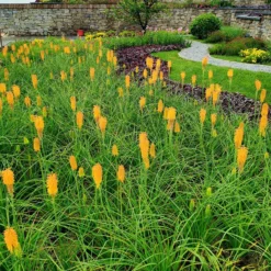 'Mango Popsicle' Red Hot Poker 7 'Mango Popsicle' Red Hot Poker -Naty Plants Shop Kniphofia Mango Popsicle 7 1