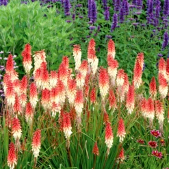 'Orange Vanilla Popsicle' Red Hot Poker -Naty Plants Shop Kniphofia Orange Vanilla Popsicle 4