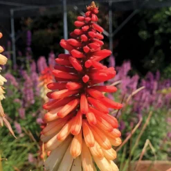 'Orange Vanilla Popsicle' Red Hot Poker -Naty Plants Shop Kniphofia Orange Vanilla Popsicle 6
