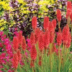 'Redhot Popsicle' Red Hot Poker -Naty Plants Shop Kniphofia Redhot Popsicle 2