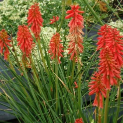 'Redhot Popsicle' Red Hot Poker -Naty Plants Shop Kniphofia Redhot Popsicle 4