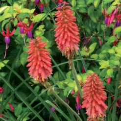 'Redhot Popsicle' Red Hot Poker -Naty Plants Shop Kniphofia Redhot Popsicle 5